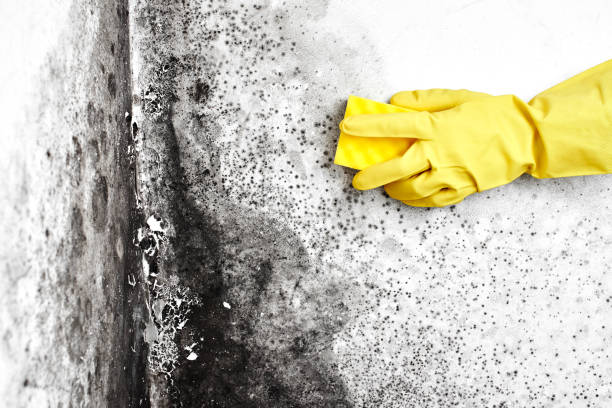 Mold Testing and Removal in Evansville, IN