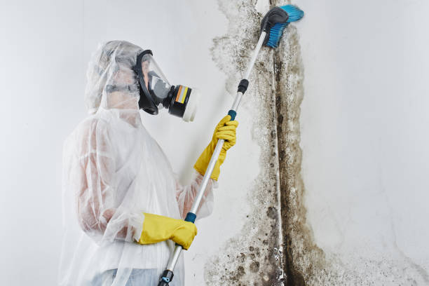 Reliable Evansville, IN Mold Removal Solutions