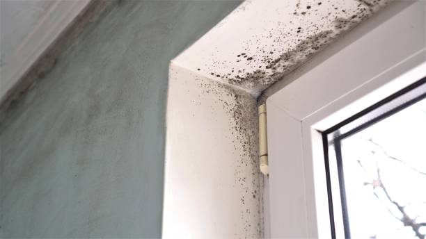 Best Home Mold Removal  in Evansville, IN