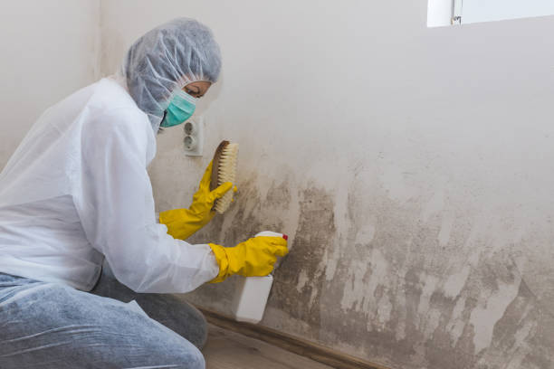 Best Black Mold Removal  in Evansville, IN