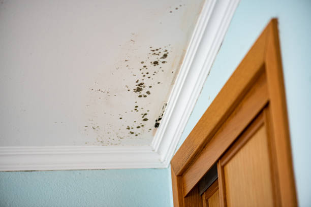 Best Professional Mold Removal  in Evansville, IN