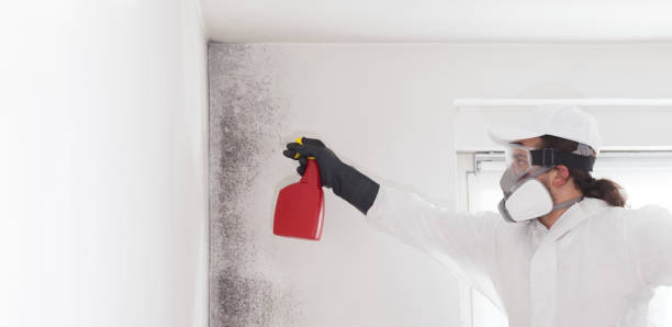 Best Crawl Space Mold Removal  in Evansville, IN