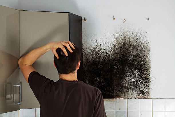 Best Mold Removal Company Near Me  in Evansville, IN