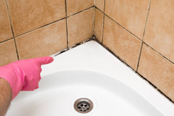 Best Mold Remediation  in Evansville, IN